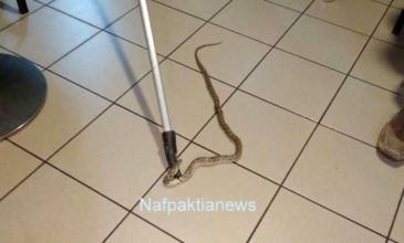 Φίδι προκάλεσε πανικό σε καφετέρια στη Ναύπακτο