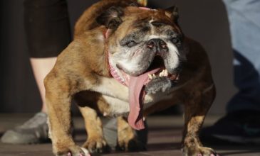 Το ασχημότερο σκυλί στον κόσμο δεν ζει πια