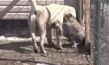 Σκυλίτσα υιοθέτησε νεογέννητη λεοπάρδαλη για να μην τη φάει η μαμά της