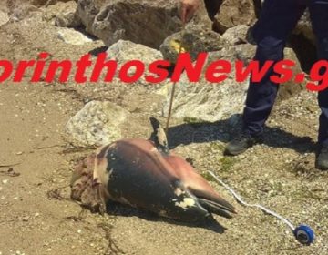 Δύο νεκρά δελφίνια εντόπισαν λουόμενοι στον Κορινθιακό