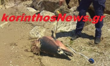Δύο νεκρά δελφίνια εντόπισαν λουόμενοι στον Κορινθιακό