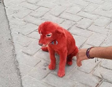 Ασυνείδητοι έβαψαν με κόκκινη μπογιά κουταβάκι