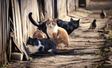 Κορονοϊός: Μελέτη αποκαλύπτει αν οι γάτες μπορούν να μολυνθούν από τον ιό