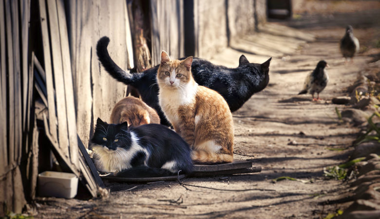 Κτηνωδία στην Πάτρα: Κατέσφαξαν οκτώ γάτες στην πλαζ