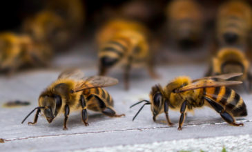 Οι μέλισσες ξέρουν να κάνουν πρόσθεση και αφαίρεση