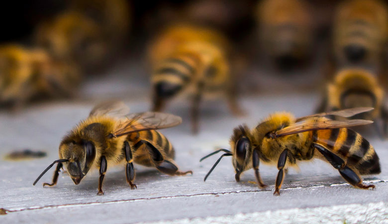 Τιμωρία που προκαλεί φρίκη: Έδεσε τον 7χρονο γιο του και τον άλειψε με μέλι για να τον τσιμπήσουν οι μέλισσες