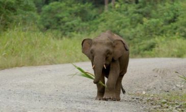 Σκότωσαν σπάνιο ελέφαντα επειδή κατέστρεψε τα χωράφια τους