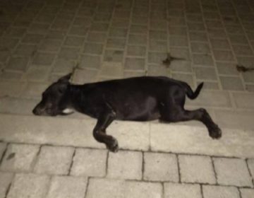 Πέταξε κουτάβι από τον 7ο όροφο πολυκατοικίας