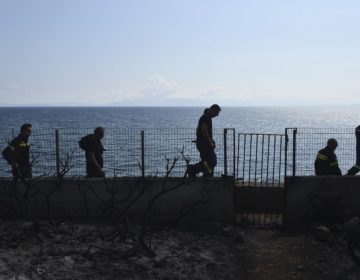 Μάτι 150 ώρες μετά την κόλαση: Η ζωή ξαναβρίσκει μονοπάτια μέσα από τα καμμένα