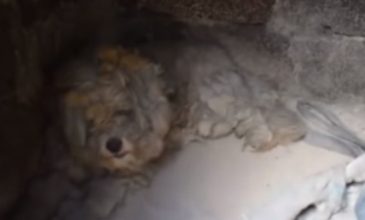 Βρήκαν ζωντανό σκυλάκι μέσα σε φούρνο καμένου σπιτιού στο Μάτι!
