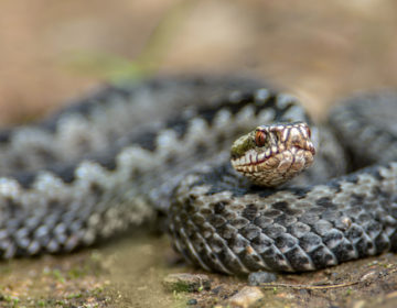 Νιγηρία: Σε φυγή τράπηκαν οι βουλευτές στο κοινοβουλίο όταν ένα φίδι έπεσε από το ταβάνι