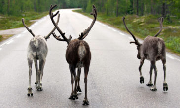 Προσοχή στους ταράνδους συνιστούν στους οδηγούς στη Νορβηγία