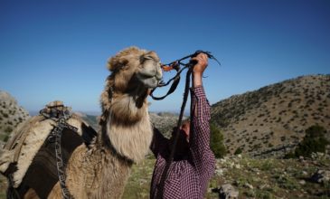 Πουλά την καμήλα του για να εξαγοράσει τη στρατιωτική του θητεία