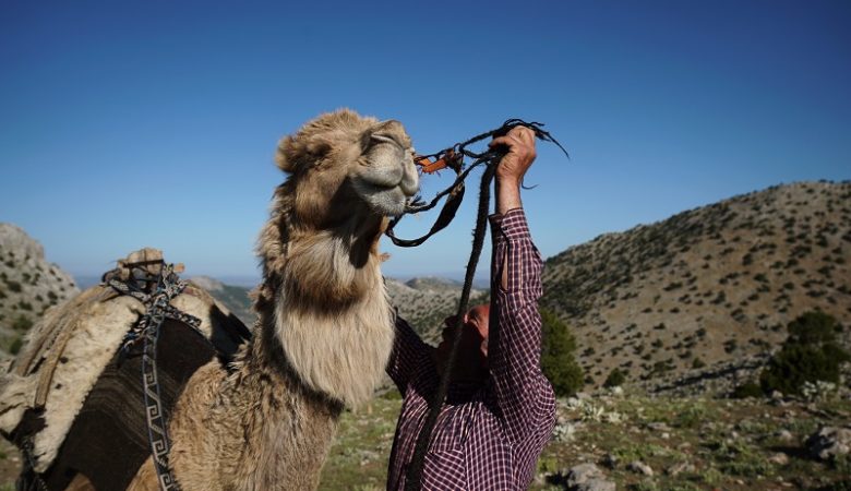 Πουλά την καμήλα του για να εξαγοράσει τη στρατιωτική του θητεία