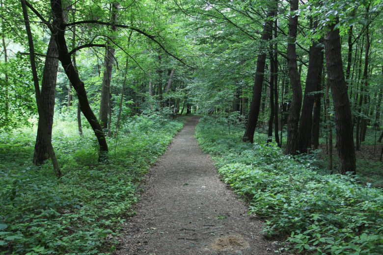 Χαλκιδική: Απαγόρευση κυκλοφορίας στα δάδη το Σάββατο λόγω υψηλού κινδύνου εκδήλωσης πυρκαγιάς