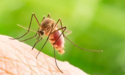 Αυξάνεται ο κίνδυνος εμφάνισης ασθενειών που μεταδίδονται με το τσίμπημα των κουνουπιών