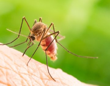 Θερίζει ο δάγκειος πυρετός στην Ονδούρα