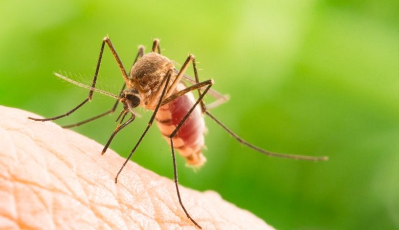 ΙΣΑ: Ανησυχία για την εμφάνιση κρουσμάτων του ιού του Δυτικού Νείλου