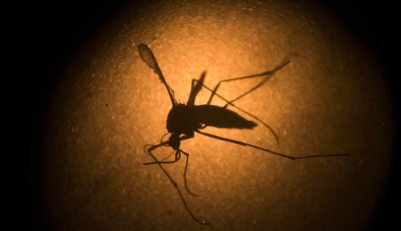 Ιός Δυτικού Νείλου: Έτσι θα προστατευτούμε από τα κουνούπια