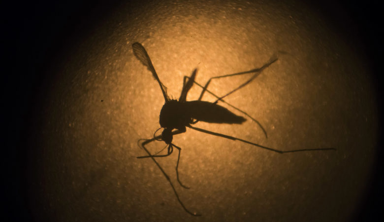 TikTok: Η νέα θεωρία συνωμοσίας με τα κουνούπια – «ρομπότ» που κατασκοπεύουν τους ανθρώπους