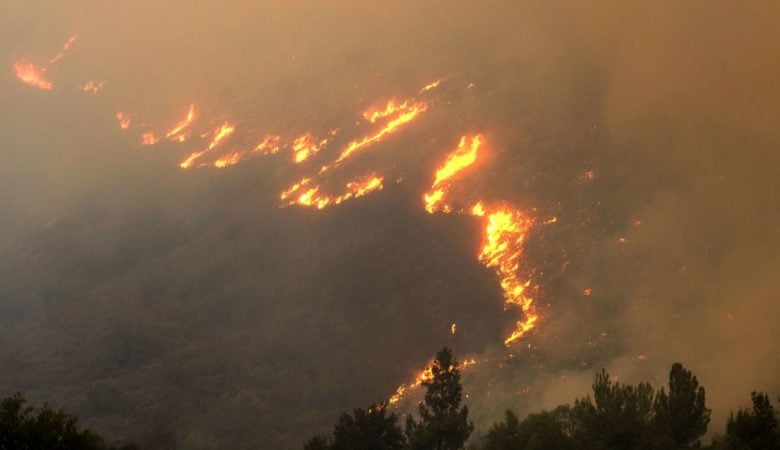 «Σπάνια είδη κατακτούν τις καμένες περιοχές» λέει ερευνητικό ινστιτούτο – Μεγαλύτερη η βιοποικιλότητα μετά τις φωτιές
