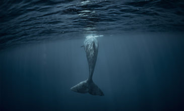 Φάλαινα 40 τόνων κόβει βόλτες στις Κυκλάδες
