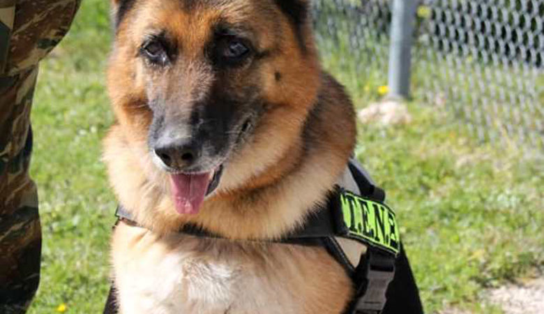 Πέθανε η Άρτσι, μια βετεράνος σκυλίτσα ανίχνευσης εκρηκτικών του Στρατού