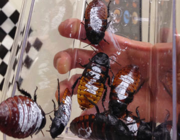 Θέμα χρόνου να γίνουν οι κατσαρίδες άτρωτες στα εντομοκτόνα