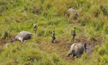 Μαζική σφαγή ελεφάντων στη Μποτσουάνα