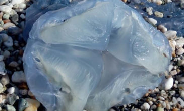 Εμφανίστηκαν μπλε μέδουσες σε παραλία της Ελλάδας