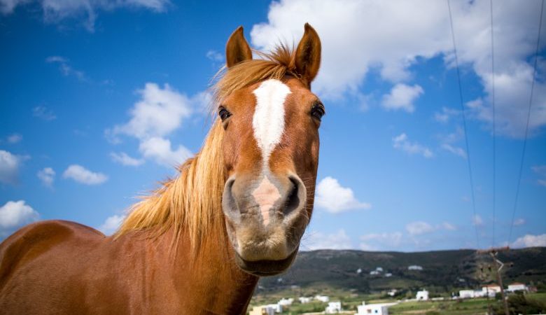 Κτηνωδία με άλογο στην Χαλκίδα: Το βασάνισαν με αλυσίδα και σχοινί πριν πεθάνει