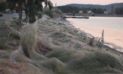Ιστός αράχνης «κατάπιε» 300 μέτρα παραλίας στο Αιτωλικό
