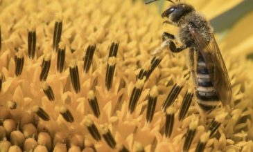 Γιατί μισούμε τις σφήκες και αγαπάμε τις μέλισσες;
