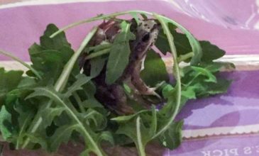 Βρήκαν… ζωντανό βάτραχο σε σακούλα με έτοιμες σαλάτες