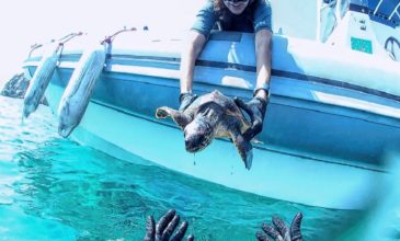 Ακτιβιστές έσωσαν θαλάσσια χελώνα στη Σύρο