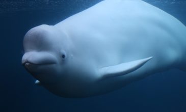 Σπάνια λευκή φάλαινα βρέθηκε στον Τάμεση κοντά στο Λονδίνο