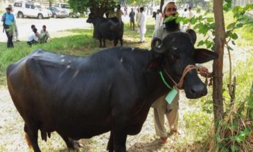 Το Πακιστάν έβγαλε στο σφυρί 8 κρατικά βουβάλια στo πλαίσιo της λιτότητας