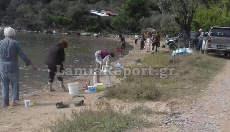 Γέμισε τσιπούρες η θάλασσα σε Βόρεια Εύβοια και Φθιώτιδα