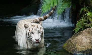Λευκή τίγρη κατασπάραξε τον φύλακα της