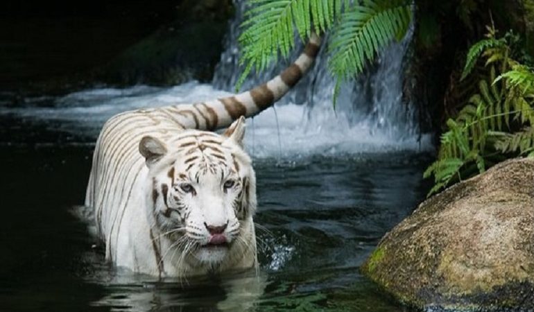 Λευκή τίγρη κατασπάραξε τον φύλακα της