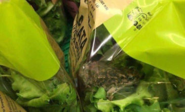 Ζωντανός βάτραχος σε τυποποιημένη σαλάτα αλυσίδας σούπερ μάρκετ
