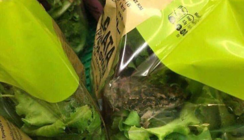 Ζωντανός βάτραχος σε τυποποιημένη σαλάτα αλυσίδας σούπερ μάρκετ
