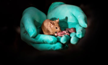 Επιστήμονες δημιούργησαν ποντίκια με σούπερ όραση
