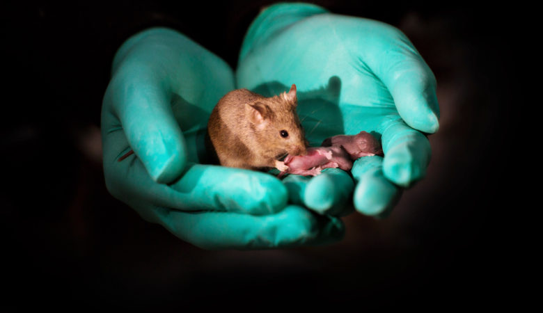Φάρμακο ξανάνιωσε τον γέρικο εγκέφαλο σε ποντίκια