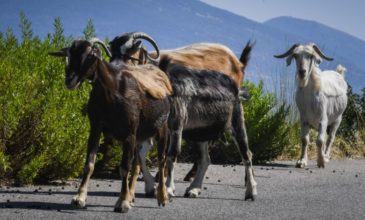 Η Ελλάδα μπορεί να αποτελέσει σημείο αναφοράς στο γίδινο γάλα στην Ευρώπη