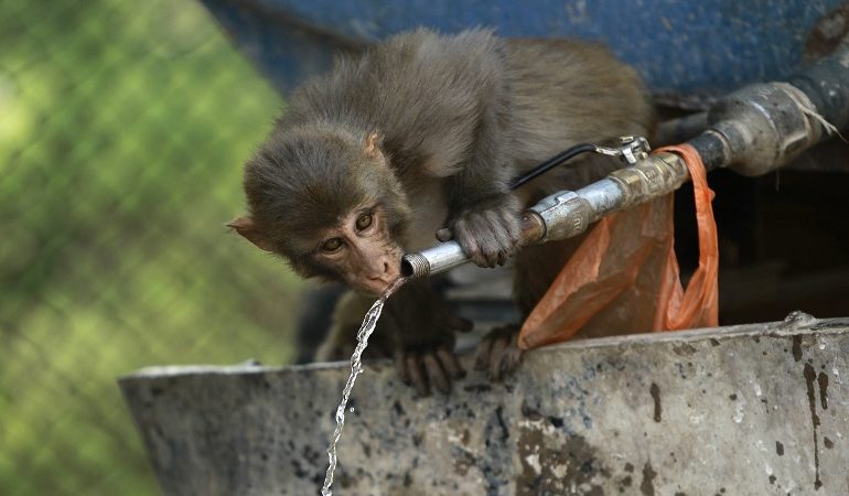 Μαϊμούδες σκότωσαν με τούβλα 72χρονο