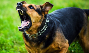 Σκύλος δάγκωσε αστυνομικούς σε καταδίωξη στο Ίλιον