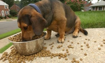 Κατάσχεση 23,5 τόνων τροφής για σκύλους και γάτες