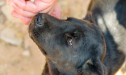Ηράκλειο: Αποτροπιασμός από την άγρια θανάτωση πέντε σκυλιών στο Τυμπάκι από φόλες