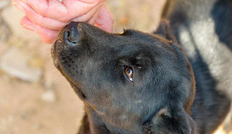 Βόλος: Έδεσε πέτρες σε σκύλο και τον έπνιξε στη θάλασσα